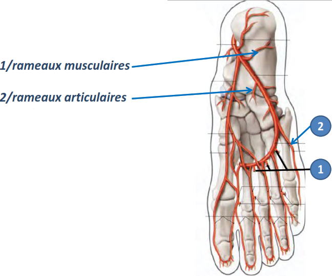 Cours anatomie 1ere année medecine : Artères dorsales de la jambe artères du pied 41 Cours-gratuit-artere plantaire laterale branches collaterales