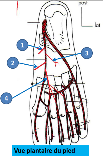 Cours anatomie 1ere année medecine : Artères dorsales de la jambe artères du pied 38 Cours-gratuit-artere plantaire mediale branches collaterales