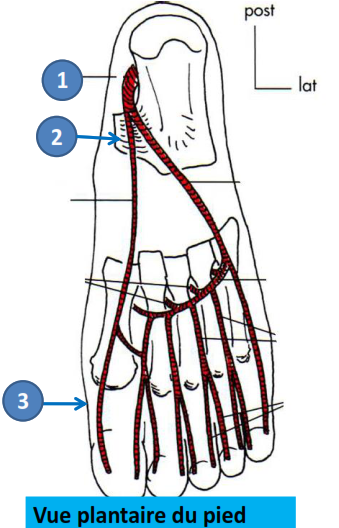 Cours anatomie 1ere année medecine : Artères dorsales de la jambe artères du pied 35 Cours-gratuit-artere plantaire mediale origine trajet