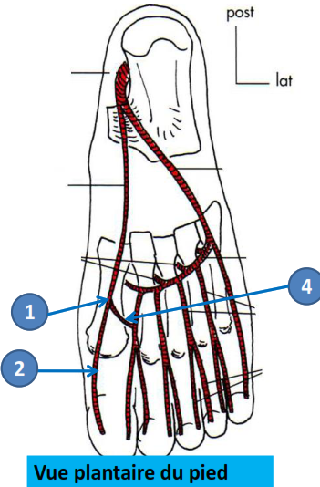 Cours anatomie 1ere année medecine : Artères dorsales de la jambe artères du pied 37 Cours-gratuit-artere plantaire mediale terminaison