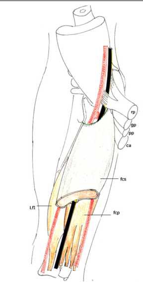 Cours anatomie 1ere année medecine: Nerf médian et musculocutané 10 Cours-gratuit-avant bras loge anterieure 1
