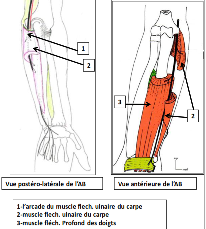 avant bras postero laterale et anterieure