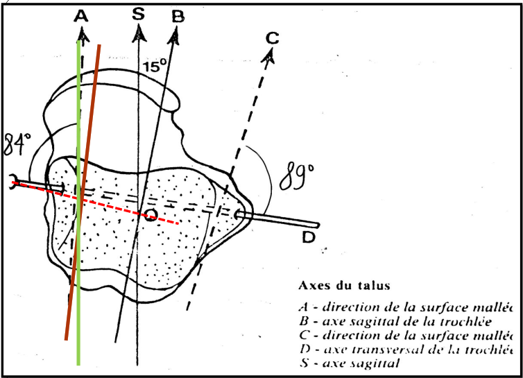 Cours anatomie 1ere année medecine : Articulation talo-crurale 15 Cours-gratuit-axes du talus