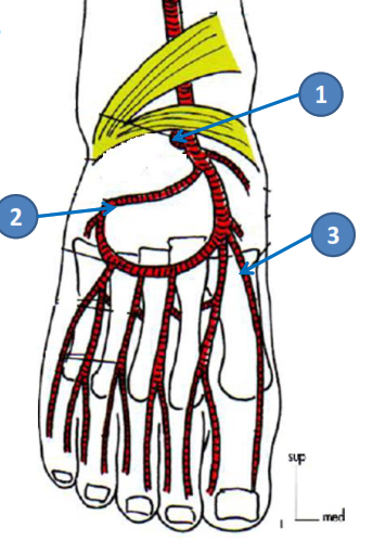 Cours anatomie 1ere année medecine : Artères dorsales de la jambe artères du pied 30 Cours-gratuit-branches collaterales artere dorsale du pied