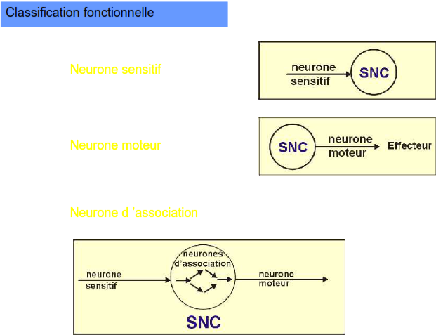 classification fonctionnelle neurone