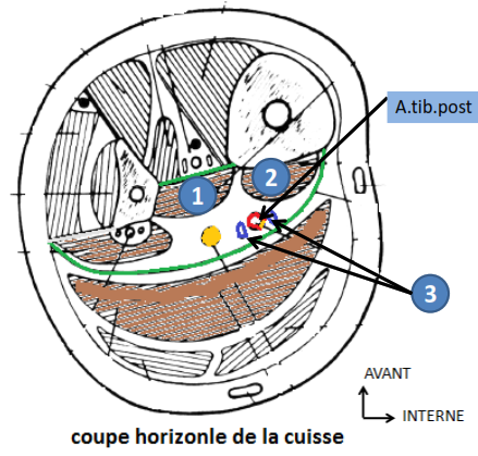 Cours anatomie 1ere année medecine : Artères dorsales de la jambe artères du pied 6 Cours-gratuit-coupe horizontale de la cuisse la region posterieure de la jambe