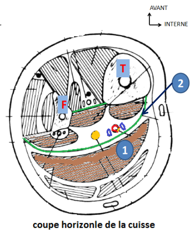 Cours anatomie 1ere année medecine : Artères dorsales de la jambe artères du pied 8 Cours-gratuit-coupe horizontale de la cuisse le muscle soleaire Et le fascia crural profond