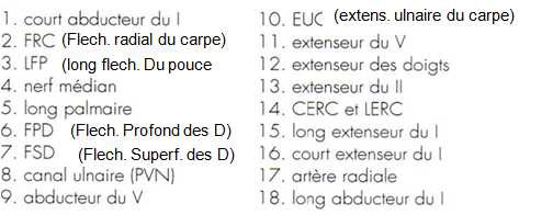 Cours anatomie 1ere année medecine: Nerf médian et musculocutané 18 Cours-gratuit-coupe horizontale passant par le canal carpien table 1