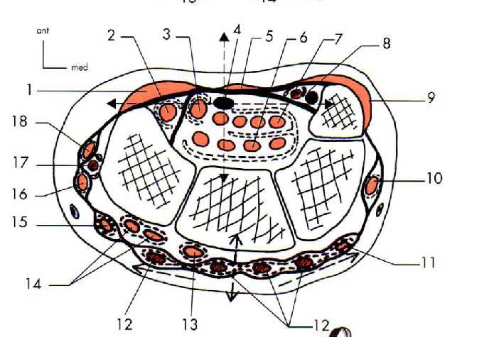 Cours anatomie 1ere année medecine: Nerf médian et musculocutané 17 Cours-gratuit-coupe horizontale passant par le canal carpien