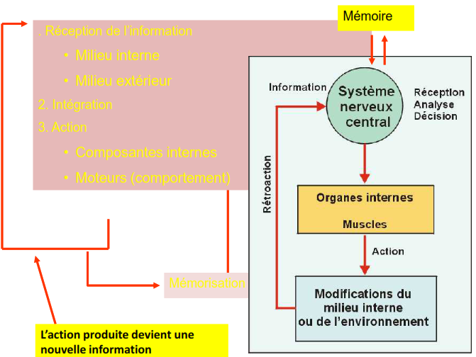 cours anatomie humaine systeme nerveux
