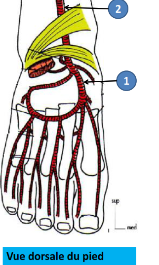 Cours anatomie 1ere année medecine : Artères dorsales de la jambe artères du pied 26 Cours-gratuit-definition artere dorsale du pied
