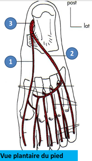 Cours anatomie 1ere année medecine : Artères dorsales de la jambe artères du pied 34 Cours-gratuit-definition artere plantaire mediale