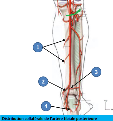 Cours anatomie 1ere année medecine : Artères dorsales de la jambe artères du pied 14 Cours-gratuit-distribution collaterale de l artere tibiale posterieure