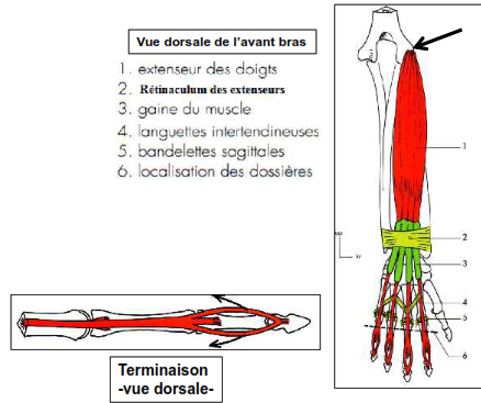 extenseur des doigts extenseur commun des doigts