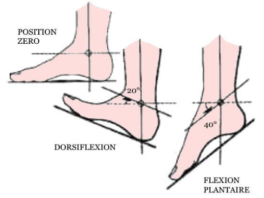 Cours anatomie 1ere année medecine : Articulation talo-crurale 30 Cours-gratuit-flexion plantaire