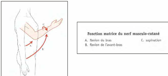 Cours anatomie 1ere année medecine: Nerf médian et musculocutané 43 Cours-gratuit-fonction motrice du nerf musculo cutane