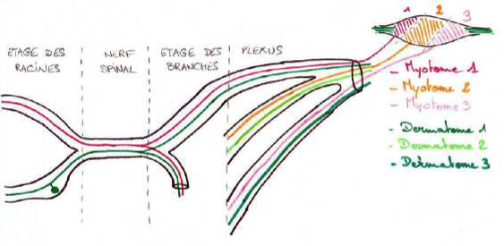 Névrologie du membre thoracique