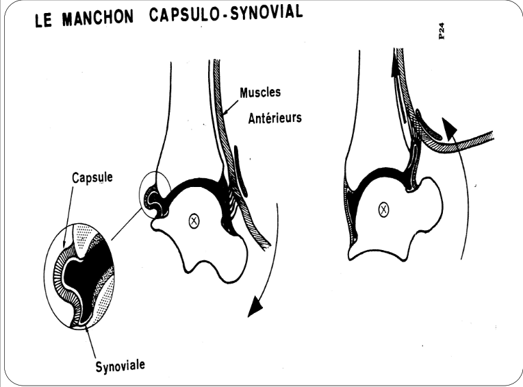 Cours anatomie 1ere année medecine : Articulation talo-crurale 16 Cours-gratuit-la manchon capsulo synovial