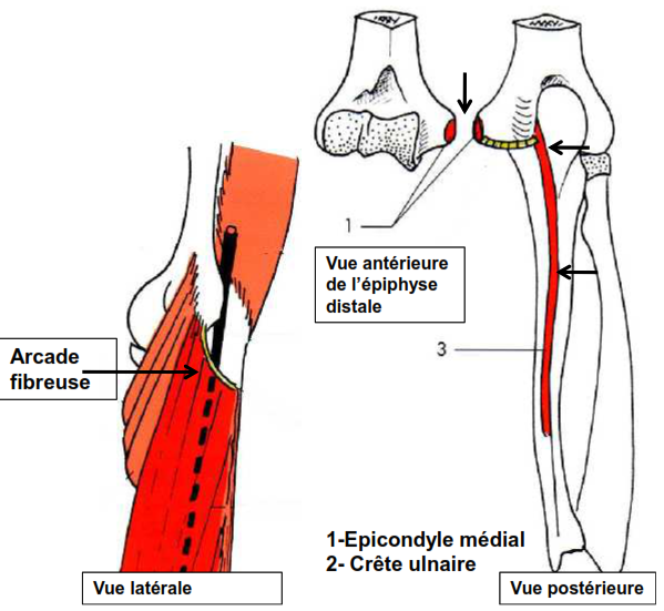 Cours Anatomie 1ere Année Medecine Muscles De L’avant Bras