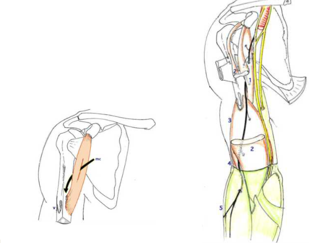 Cours anatomie 1ere année medecine: Nerf médian et musculocutané 36 Cours-gratuit-le muscle coraco brachial puis s engage dans la loge anterieure du bras