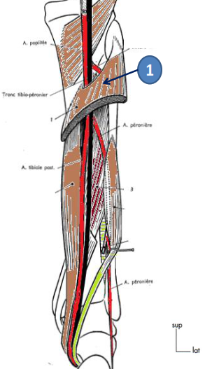 Cours anatomie 1ere année medecine : Artères dorsales de la jambe artères du pied 7 Cours-gratuit-le muscle soleaire et le fascia crural profond
