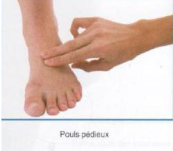 Cours anatomie 1ere année medecine : Artères dorsales de la jambe artères du pied 29 Cours-gratuit-le pouls