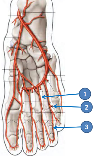 Cours anatomie 1ere année medecine : Artères dorsales de la jambe artères du pied 42 Cours-gratuit-les arteres metatarsiennes plantaires pour les 4 EIO
