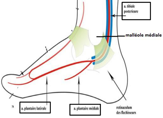 Cours anatomie 1ere année medecine : Artères dorsales de la jambe artères du pied 4 Cours-gratuit-les arteres plantaires mediale et laterale