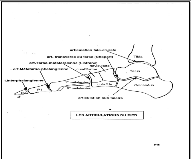 Cours anatomie 1ere année medecine : Articulation talo-crurale 2 Cours-gratuit-les articulations du pied