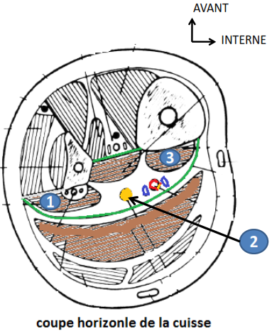 Cours anatomie 1ere année medecine : Artères dorsales de la jambe artères du pied 10 Cours-gratuit-medialement le muscle long flechisseur des orteils