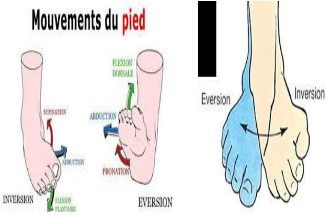Cours anatomie 1ere année medecine : Articulation talo-crurale 34 Cours-gratuit-mouvements du pied
