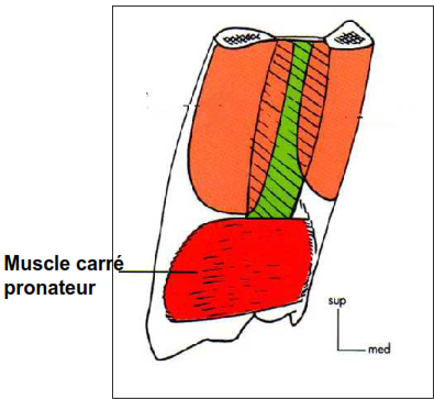 muscle carre pronateur