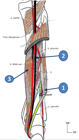 Cours anatomie 1ere année medecine : Artères dorsales de la jambe artères du pied 9 Cours-gratuit-muscle long flechisseur de l hallux et le nerf tibial posterieur