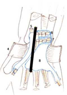 Cours anatomie 1ere année medecine: Nerf médian et musculocutané 14 Cours-gratuit-nerf median au poignet 1