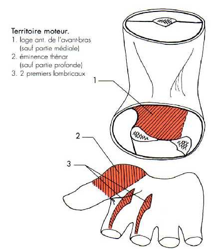 Cours anatomie 1ere année medecine: Nerf médian et musculocutané 25 Cours-gratuit-nerf median fonction motrice territoire moteur