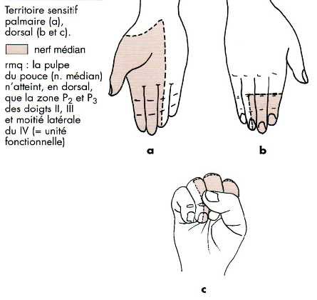 Cours anatomie 1ere année medecine: Nerf médian et musculocutané 26 Cours-gratuit-nerf median fonction sensitive 1