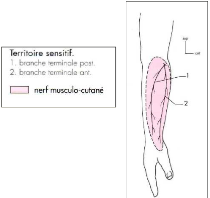 Cours anatomie 1ere année medecine: Nerf médian et musculocutané 44 Cours-gratuit-nerf musculo cutane fonction sensitive 1