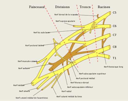 Cours anatomie 1ere année medecine: Nerf médian et musculocutané 34 Cours-gratuit-nerf musculo cutane nerf mixte 1