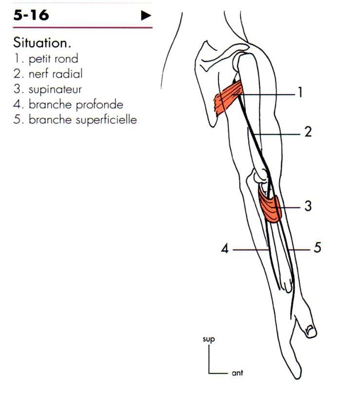 Le Nerf Radial Cours Gratuit Anatomie 1ere Année Medecine