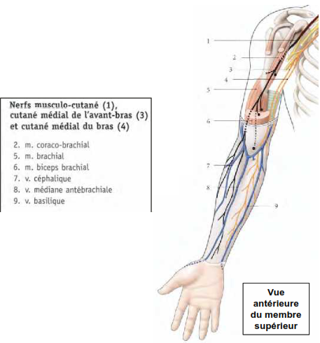 Cours anatomie 1ere année medecine: Nerf médian et musculocutané 41 Cours-gratuit-nerfs musculo cutane medial de l avant bras et cutane medial du bras