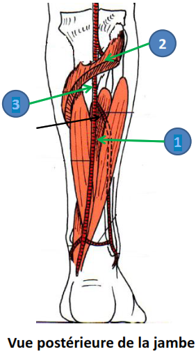 Cours anatomie 1ere année medecine : Artères dorsales de la jambe artères du pied 2 Cours-gratuit-origine ARTERE TIBIALE POSTERIEURE
