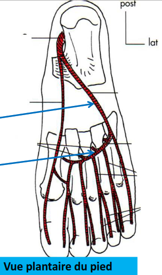 Cours anatomie 1ere année medecine : Artères dorsales de la jambe artères du pied 40 Cours-gratuit-origine trajet terminaison artere plantaire laterale