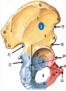  os coxal  Face latérale de l’ os coxal  Schémas p3 NETTER membre inferieur 