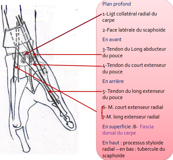 plan profond en avant en arriere Vascularisation arterielle du doigt