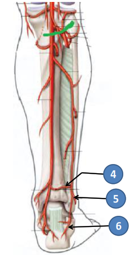 Cours anatomie 1ere année medecine : Artères dorsales de la jambe artères du pied 23 Cours-gratuit-rameau anastomotique transversal artere malleolaire posterolaterale rameau calcaneen lateral