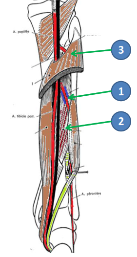 Cours anatomie 1ere année medecine : Artères dorsales de la jambe artères du pied 19 Cours-gratuit-rapport Musculo aponevrotique