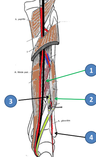 Cours anatomie 1ere année medecine : Artères dorsales de la jambe artères du pied 20 Cours-gratuit-rapport de la portion verticale