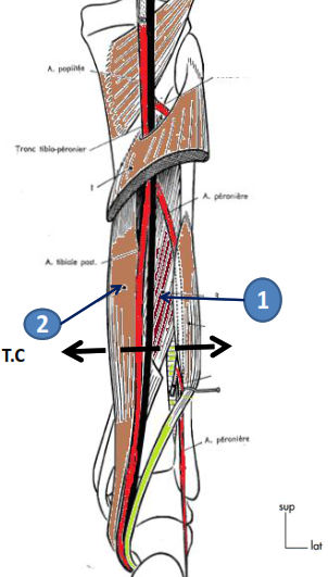 Cours anatomie 1ere année medecine : Artères dorsales de la jambe artères du pied 5 Cours-gratuit-rapport region posterieure de la jambe