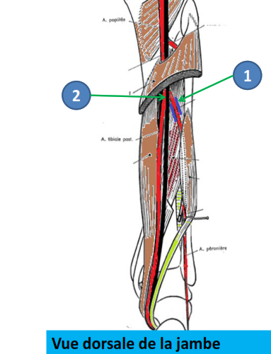 Cours anatomie 1ere année medecine : Artères dorsales de la jambe artères du pied 21 Cours-gratuit-rapport vasculo