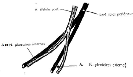 Cours anatomie 1ere année medecine : Artères dorsales de la jambe artères du pied 12 Cours-gratuit-rapports vasculo nerveux 1